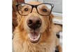 Meet Sonny! He has been chosen as Clark-Garwood Patch's Pet Of The Week. 