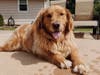 Meet Sonny! He has been chosen as Clark-Garwood Patch's Pet Of The Week. 