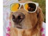 Meet Sonny! He has been chosen as Clark-Garwood Patch's Pet Of The Week. 