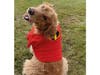 Meet Sonny! He has been chosen as Clark-Garwood Patch's Pet Of The Week. 