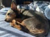 Meet Francie! She has been chosen as Princeton Patch's Pet Of The Week. 