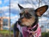 Meet Francie! She has been chosen as Princeton Patch's Pet Of The Week. 