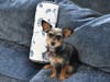 Meet Francie! She has been chosen as Princeton Patch's Pet Of The Week. 