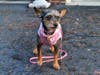 Meet Francie! She has been chosen as Princeton Patch's Pet Of The Week. 