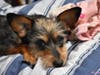 Meet Francie! She has been chosen as Princeton Patch's Pet Of The Week. 