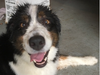 Meet Dakota! She has been chosen as Basking Ridge Patch's Pet Of The Week. 