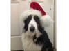 Meet Dakota! She has been chosen as Basking Ridge Patch's Pet Of The Week. 