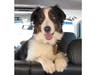 Meet Dakota! She has been chosen as Basking Ridge Patch's Pet Of The Week. 