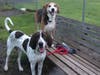 Meet Hank and Sami! They have been chosen as Bridgewater Patch's Pets Of The Week. 