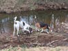 Meet Hank and Sami! They have been chosen as Bridgewater Patch's Pets Of The Week. 