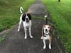 Meet Hank and Sami! They have been chosen as Bridgewater Patch's Pets Of The Week. 