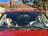 Meet Hank and Sami! They have been chosen as Bridgewater Patch's Pets Of The Week. 