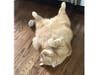 Meet Jack! He has been chosen as Clark-Garwood Patch's Pet Of The Week. 