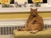 Meet Jack! He has been chosen as Clark-Garwood Patch's Pet Of The Week. 