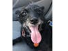 Meet Taz! He has been chosen as Princeton Patch's Pet Of The Week. 
