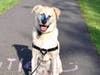 Meet Troy! She has been chosen as Scotch Plains-Fanwood Patch's Pet Of The Week. 