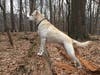 Meet Troy! She has been chosen as Scotch Plains-Fanwood Patch's Pet Of The Week. 