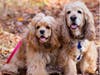 Meet Malvin and Polly! They have been chosen as Warren Patch's Pet Of The Week. 