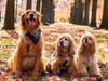 Meet Malvin and Polly! They have been chosen as Warren Patch's Pet Of The Week. 