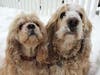 Meet Malvin and Polly! They have been chosen as Warren Patch's Pet Of The Week. 
