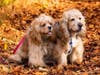 Meet Malvin and Polly! They have been chosen as Warren Patch's Pet Of The Week. 