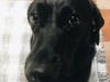 Meet Fiji! She has been chosen as Basking Ridge Patch's Pet Of The Week. 