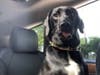 Meet Fiji! She has been chosen as Basking Ridge Patch's Pet Of The Week. 