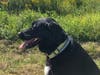 Meet Fiji! She has been chosen as Basking Ridge Patch's Pet Of The Week. 
