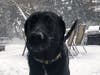 Meet Fiji! She has been chosen as Basking Ridge Patch's Pet Of The Week. 