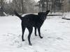 Meet Fiji! She has been chosen as Basking Ridge Patch's Pet Of The Week. 