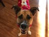 Meet Charlie! He has been chosen as Bridgewater Patch's Pet Of The Week.