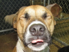 Meet Charlie! He has been chosen as Bridgewater Patch's Pet Of The Week.