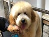 Meet Oro Santos! He has been chosen as Clark-Garwood Patch's Pet Of The Week. 