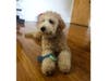 Meet Oro Santos! He has been chosen as Clark-Garwood Patch's Pet Of The Week. 