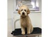 Meet Oro Santos! He has been chosen as Clark-Garwood Patch's Pet Of The Week. 