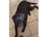 Meet Luna! She has been chosen as Warren Patch's Pet Of The Week. 