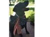 Meet Luna! She has been chosen as Warren Patch's Pet Of The Week. 