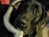 Meet Luna! She has been chosen as Warren Patch's Pet Of The Week. 