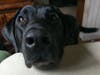 Meet Luna! She has been chosen as Warren Patch's Pet Of The Week. 