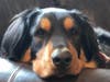 Meet Dennis! He has been chosen as Patch's Pet Of The Week. 