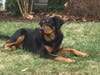Meet Dennis! He has been chosen as Patch's Pet Of The Week. 