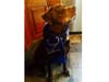 Meet Rocky! He has been chosen as Bridgewater Patch's Pet Of The Week. 