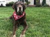 Meet Rocky! He has been chosen as Bridgewater Patch's Pet Of The Week. 