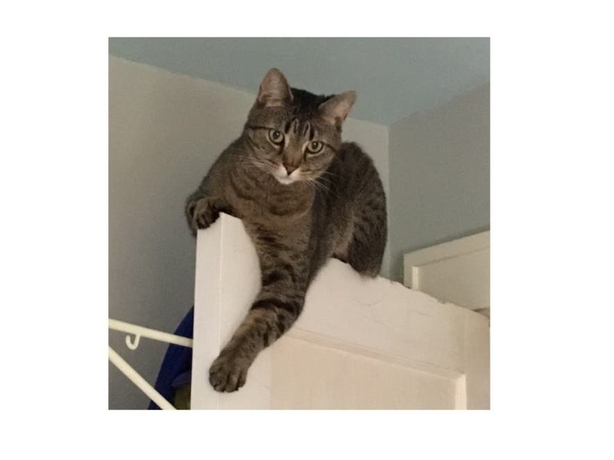 Meet Fenton! He has been chosen as Princeton Patch's Pet Of The Week. 