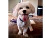 Meet Charli! She has been chosen as Patch's Pet Of The Week. 