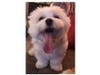 Meet Charli! She has been chosen as Patch's Pet Of The Week. 