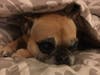 Meet Callie! She has been chosen as Bridgewater Patch's Pet Of The Week. 