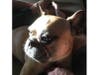 Meet Callie! She has been chosen as Bridgewater Patch's Pet Of The Week. 