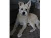 Meet Indy! He has been chosen as Warren Patch's Pet Of The Week. 