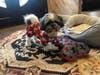 Meet Nico! He has been chosen as Clark-Garwood Patch's Pet Of The Week. 